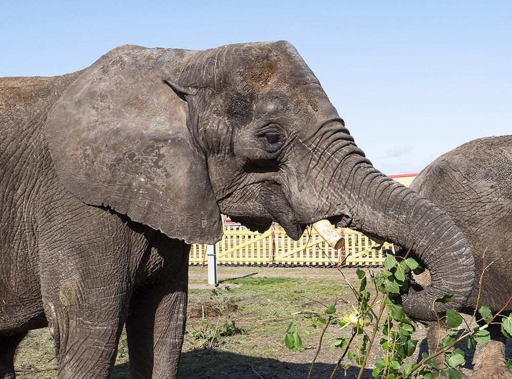HedeDanmark bygger senior-bolig til pensionerede cirkus-elefanter