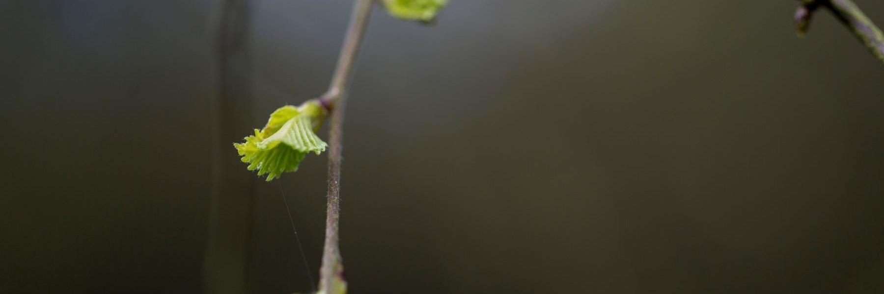 Hedeselskabet etablerer stort skov- og naturområde for Sparekassen Kronjylland